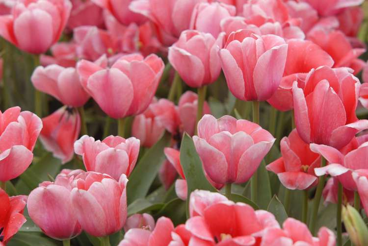 Tulpan 'Design Impression'